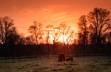 Krowy na nocnym pastwisku na tle zachodzącego słońca © kubikactive