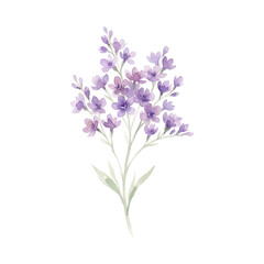 Obraz premium Delicate Watercolor Flower Illustration Featuring Soft Purple Blossoms for Elegant Botanical Stationery and Decorative Spring Floral Designs