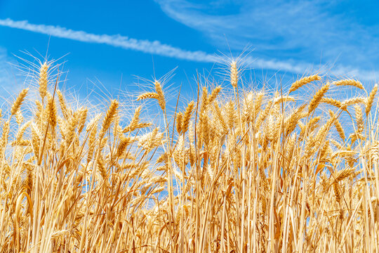 Golden wheat field under blue sky with cloud streaks