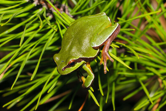Pine Barrens treefrog clinging to pitch Pine needles