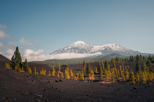 Snow capped mountain above volcanic plain and pine forest