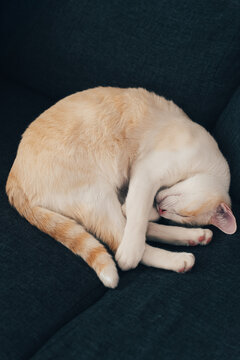 Sleeping indoor cat curled up on dark couch at home