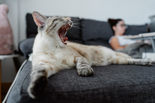 Relaxed indoor cat yawning on sofa in cozy home