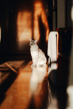Indoor cat sitting in sunlit hallway at home in afternoon