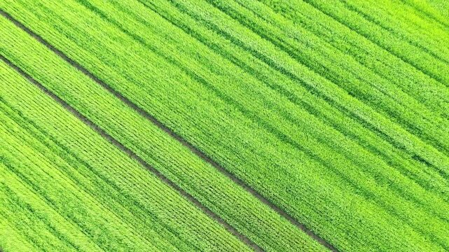 Drone shot of lush green agricultural fields with parallel rows in Normandy, France. Fresh spring growth creates a vibrant landscape pattern.