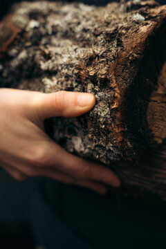 Close-up of hand touching rough tree bark texture outdoors