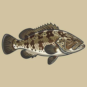 Brown spotted grouper fish vector illustration isolated