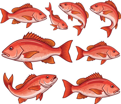 Red snapper fish vector illustration set isolated