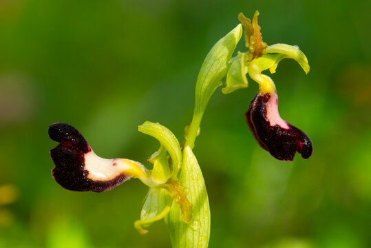 Wild bee orchid macro with green bokeh background