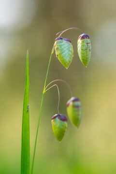 Delicate quaking grass seed heads in soft spring sunlight