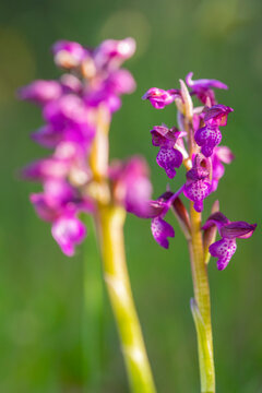 Purple wild orchid flowers in soft focus meadow backdrop