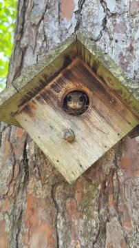 Florida panhandle flying squirrel peaking out of a wooden birdhouse 
