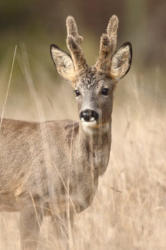 Roe deer buck portrait in dry grass with soft bokeh