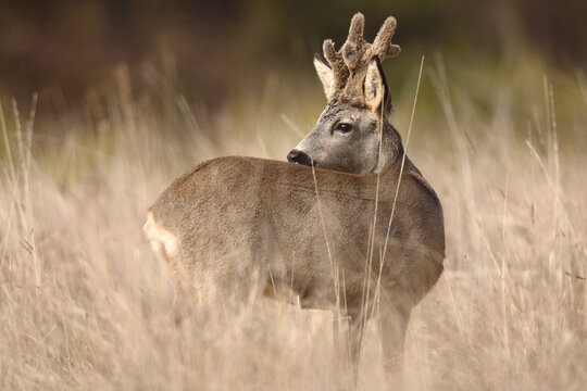 Roe deer buck in tall grass at golden hour meadow