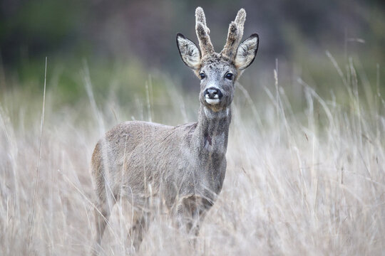 Roe deer buck standing in tall grass in soft light
