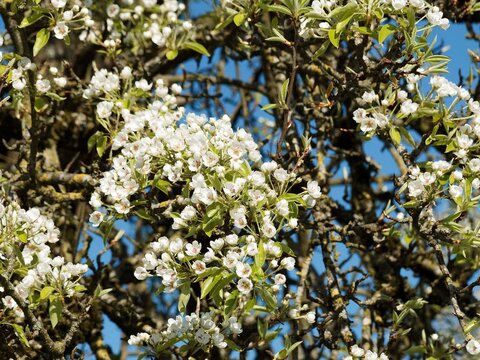 Spring flowering of wild pear tree (Pyrus communis 'Pyraster') in corymbs of simple, white flowers with red stamens before leaves fully appear
