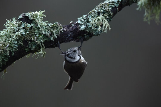 Crested tit hanging from a lichen branch in forest