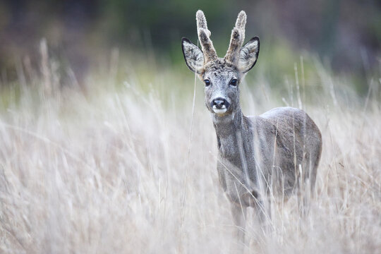 Roe deer buck standing alert in tall grass meadow