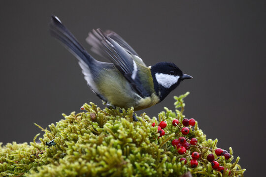 Great tit perched on moss with red berries in forest