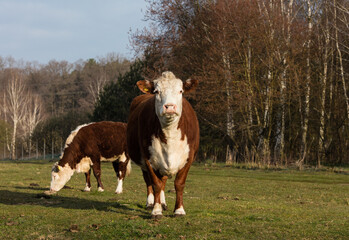 Czerwono białe krowy na  wiosennym porannym pastwisku © kubikactive