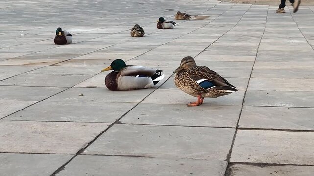 Several ducks, including mallards with distinctive green heads and females with brown feathers, are resting on a large stone-paved surface.