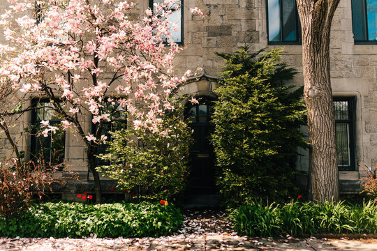 Spring blossoms by stone house entrance and garden path