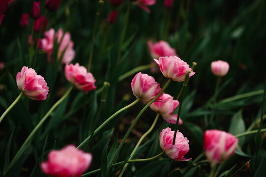 Pink tulip blossoms in moody spring garden background