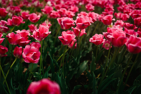 Pink tulip field in bloom with soft bokeh background