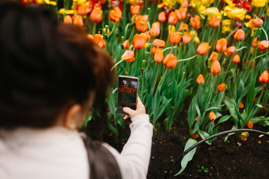 Person photographing orange tulip flowerbed with smartphone