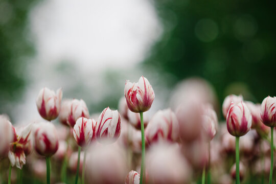 Soft focus tulip field with pink and white striped bloom