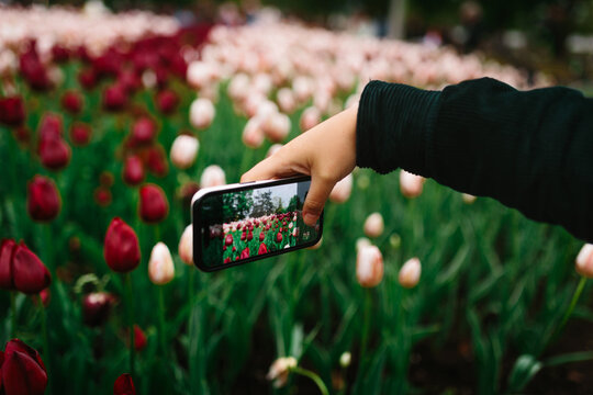 Person photographing tulip field with smartphone in spring