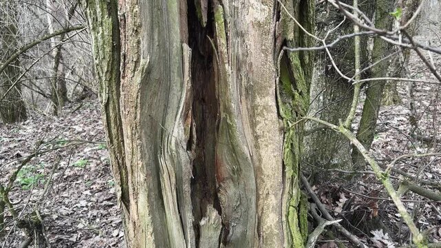 High stump of broken black locust tree in spring forest