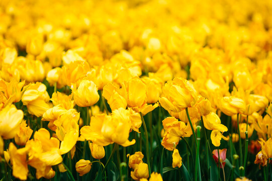 Bright yellow tulip field with soft bokeh in spring light