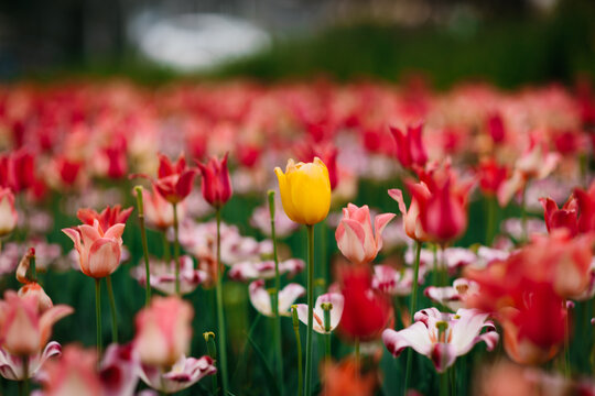 Colorful spring tulip field with a single yellow bloom