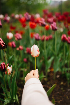 Hand holding single tulip in colorful spring garden bokeh