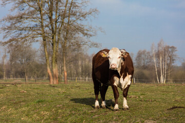 Czerwono białe krowy na  wiosennym porannym pastwisku © kubikactive