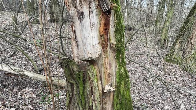 High decayed stump of tree overgrown with moss in forest