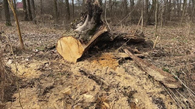 Old stump of uprooted fallen and then sawn thick tree