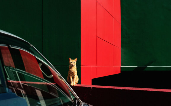 Ginger cat on modern red and green wall near car