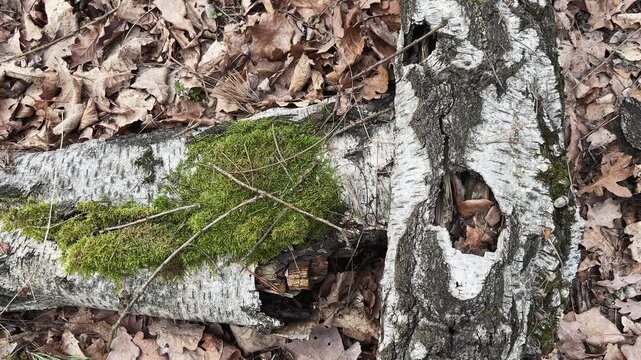 Pieces of decayed trunk of old fallen birch on ground