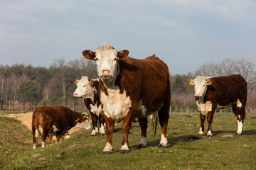 Czerwono białe krowy na  wiosennym porannym pastwisku © kubikactive