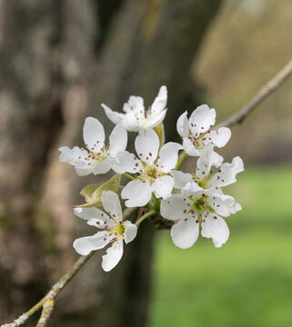 &times; Pyronia veitchii blossom close-up &ndash; botanical detail