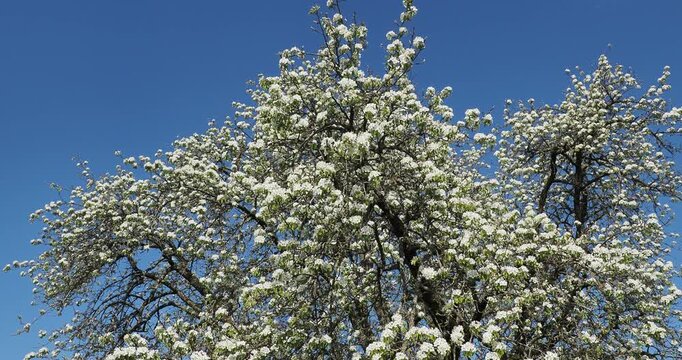 Pyrus communis 'Pyraster' - European wild pear adorned with a profusion of white flowers in corymbs and ovate glossy dark green leaves in early spring