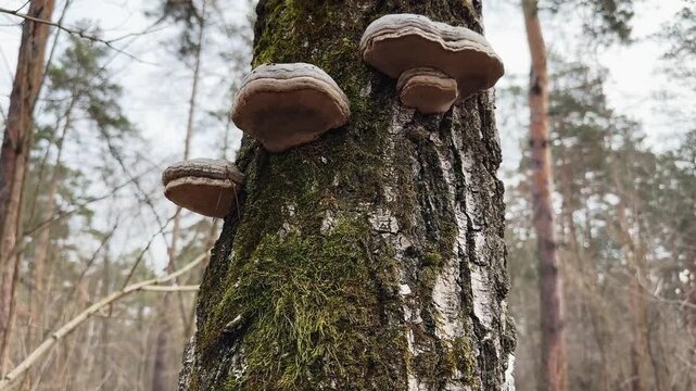 Several tinder fungus on trunk of old birch in forest