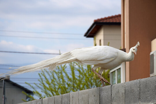 A white peacock a male Indian peafowl with a rare genetic mutation called leucism stands on a fence against the backdrop of residential buildings in profile crest nature birds fauna