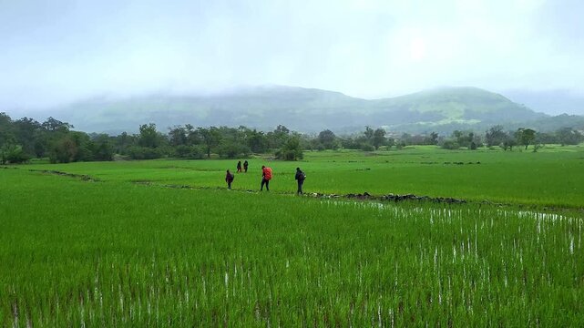 Lush green paddy fields stretch below towering mountains, with trees all around, as trekkers walk scenic trails through the landscape, surrounded by fresh monsoon air and vibrant nature.
