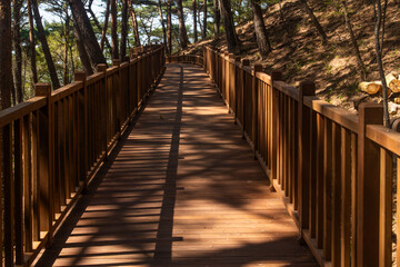 Fototapeta premium Scenic Wooden Boardwalk Footpath Through a Sunny Forest Nature Park