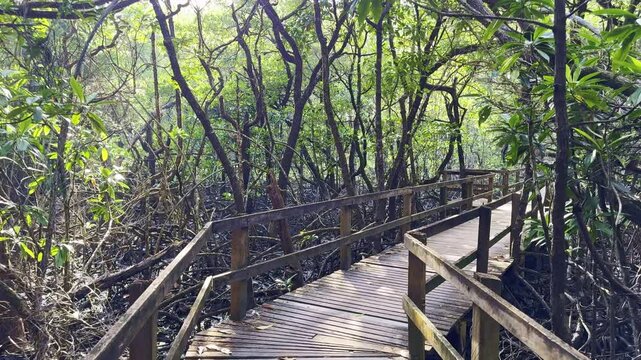 Rainforest boardwalk through the Daintree Rainforest at Cape Tribulation in tropical North Queensland, Australia. Scenic jungle path surrounded by lush vegetation and coastal wilderness.