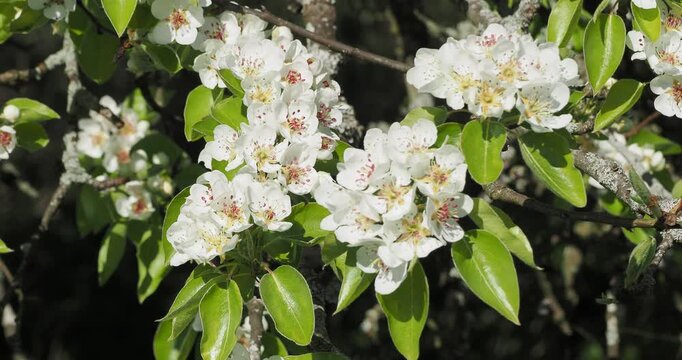 (Pyrus communis 'Pyraster') European wild pear in full blossom. Clusters of white, cup-shaped flowers with red stamens, surrounded by oval, pointed, glossy green leaves.