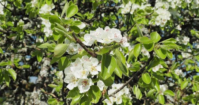 (Pyrus communis) Wild pear tree with magnificent bouquets of white flowers and reddish stamens surrounded by downy, oval, glossy green, finely toothed leaves on thorny spur-shaped branches
